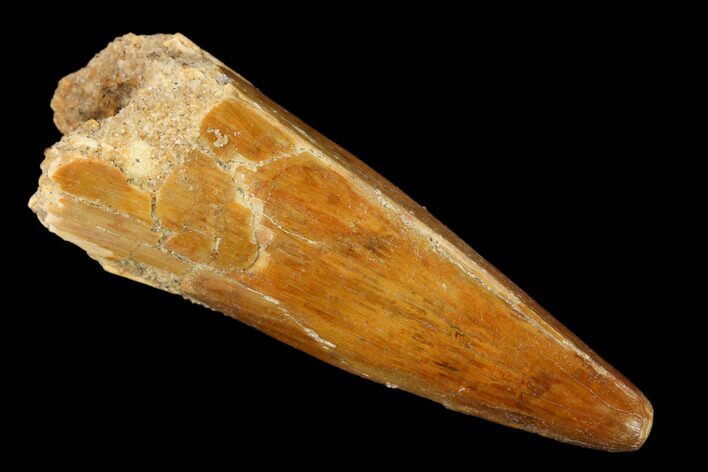 Cretaceous Fossil Crocodile Tooth - Morocco #160690